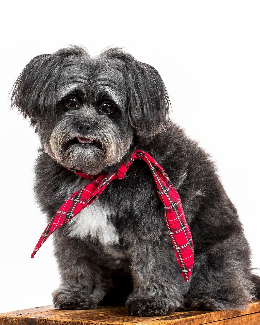 Winter Dog Necktie – Bandanas & Neckwear by MODERNBEAST