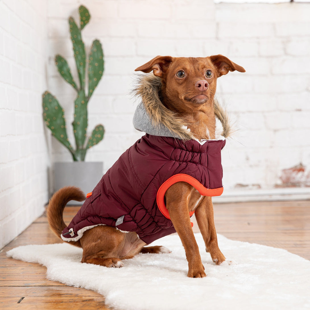 Winter Sailor Dog Parka Coat - Burgundy – Jackets & Coats by GF Pet.us
