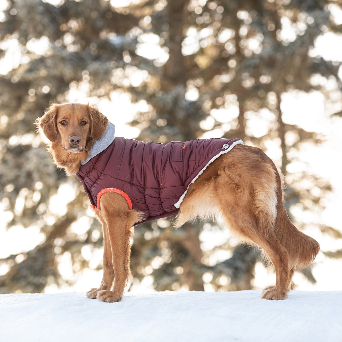 Winter Sailor Dog Parka Coat - Burgundy – Jackets & Coats by GF Pet.us