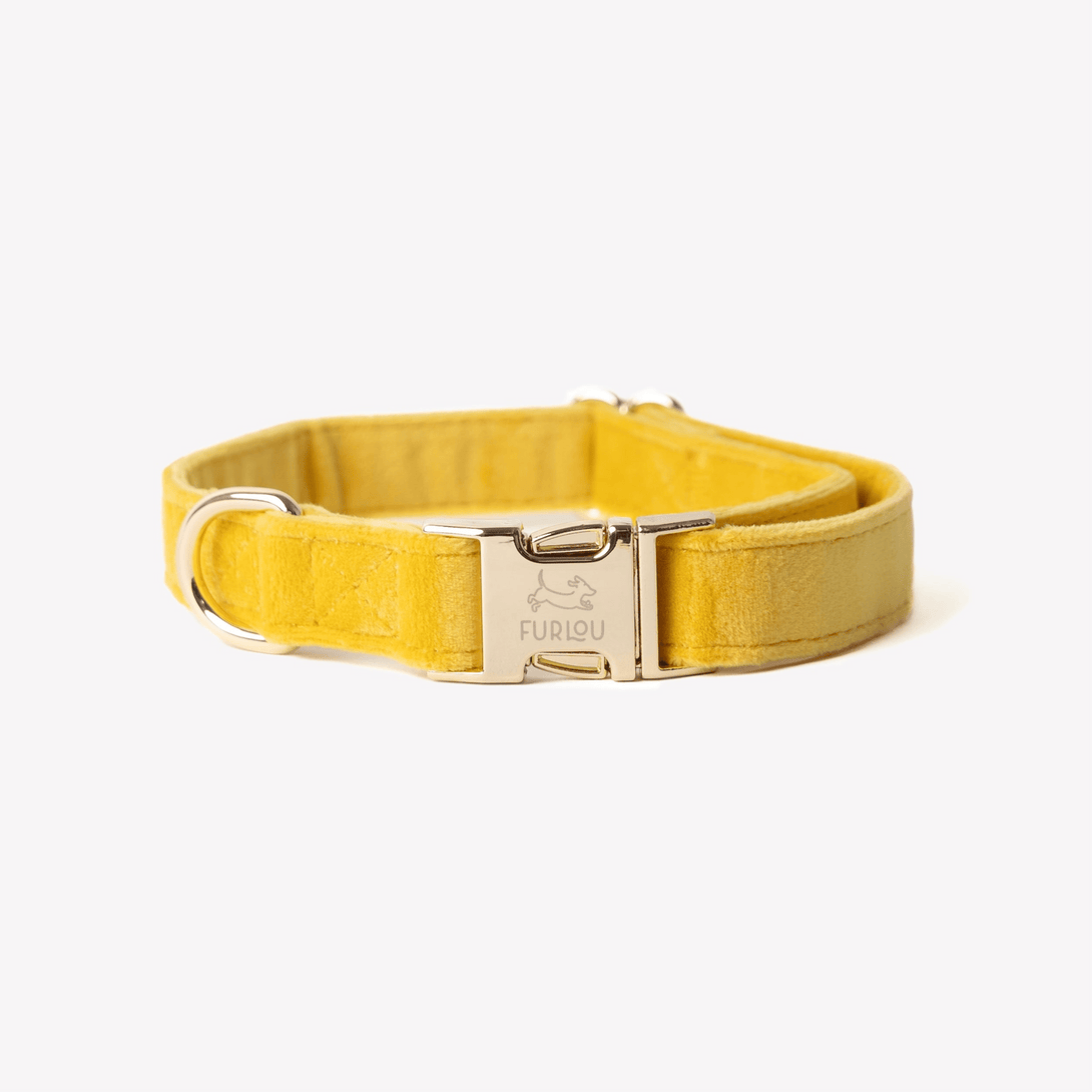 Yellow - Velvet Dog Collar – Dog Collars by FURLOU